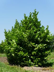 Lauroceraso
